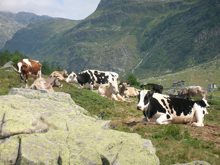 Click for original image 919k 2592x1944