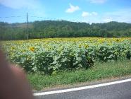 Click for large version