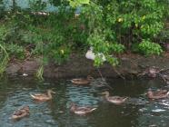 Click for large version