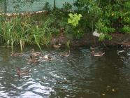 Click for large version