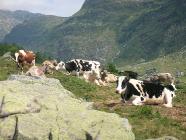 Click for large version