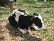 Click for large version