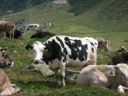 Click for large version