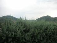 Click for large version